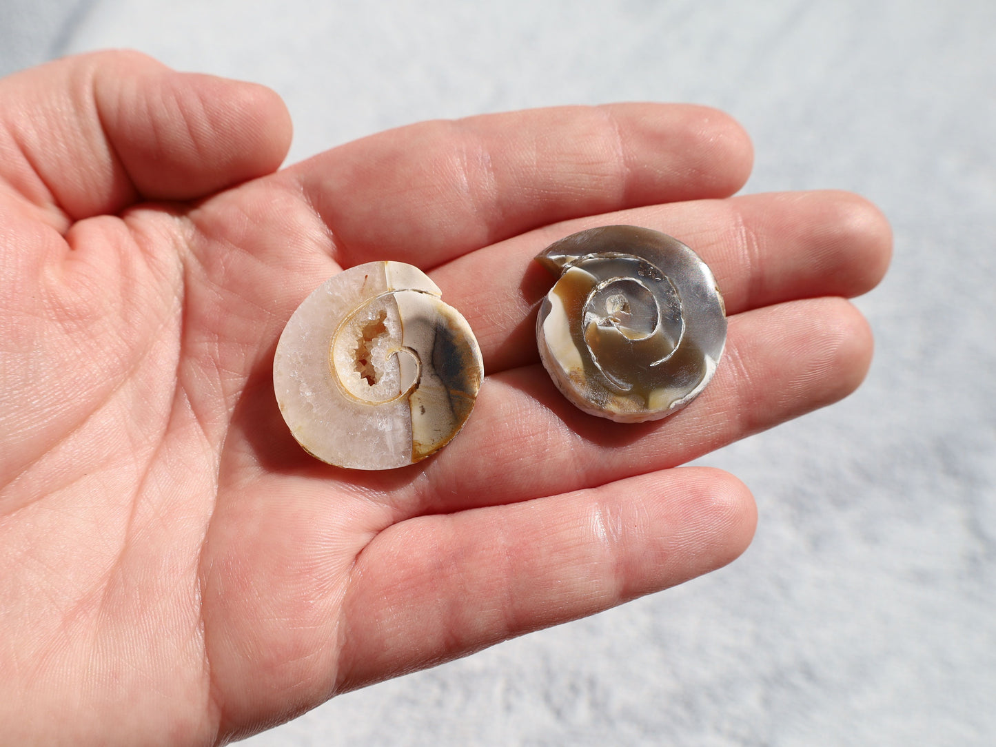 Fossil Shell Cabochon