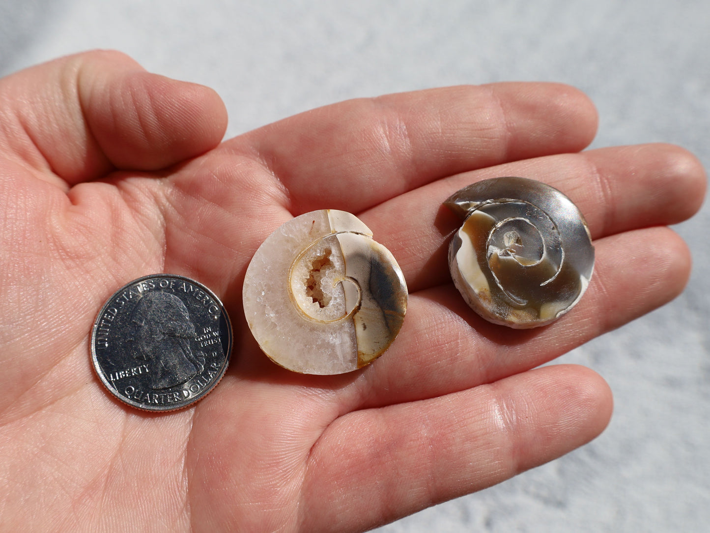 Fossil Shell Cabochon